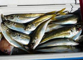 釣果31