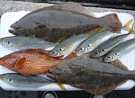 釣果33