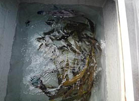 釣果34
