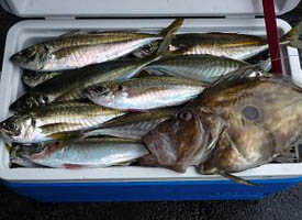 釣果人36