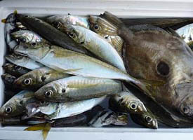 釣果39