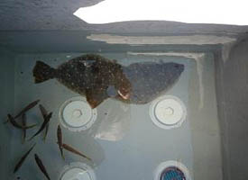 釣果42