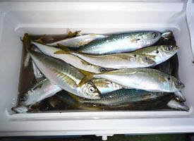 釣果46