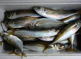 釣果人43